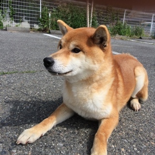 純血柴犬1歳「めばるくん」