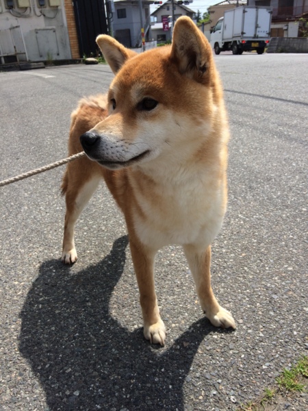 純血柴犬1歳 めばるくん 山梨県 犬の里親募集 ペットのおうち 月間利用者150万人