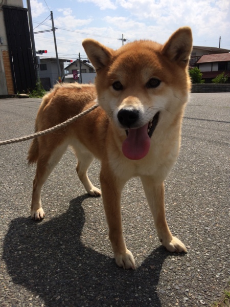純血柴犬1歳 めばるくん 山梨県 犬の里親募集 ペットのおうち 月間利用者150万人