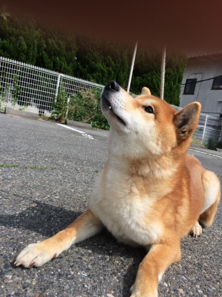 純血柴犬1歳 めばるくん 山梨県 犬の里親募集 ペットのおうち 月間利用者150万人
