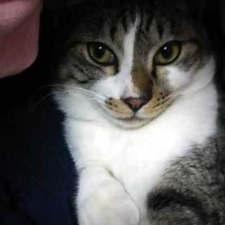 男の人をとても慕うキジ白「タケル」