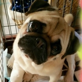 多数の応募を頂きました、ありがとうございます。