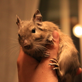 ブルーデグー、デグー　4か月