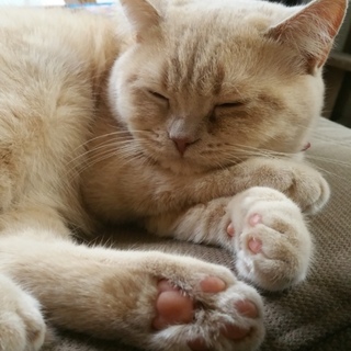 大切に育ててくれるかた