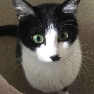 右手不自由☆里親募集【子猫の家族になってください】