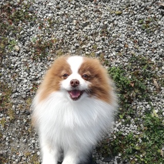 毛並みが良い可愛いポメラニアン里親募集 