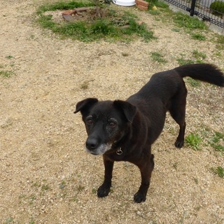 人が大好きで甘えん坊のラブミックスの女の子です