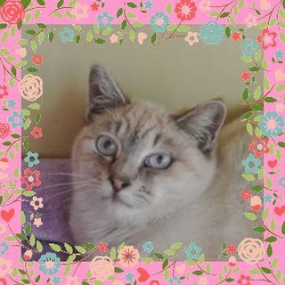 大人しくて賢いクールビューティなシャム猫の女の子♪