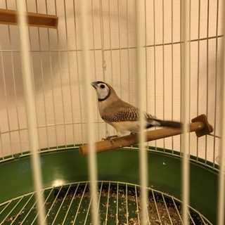 元気なカノコスズメ（オス）の里親様募集