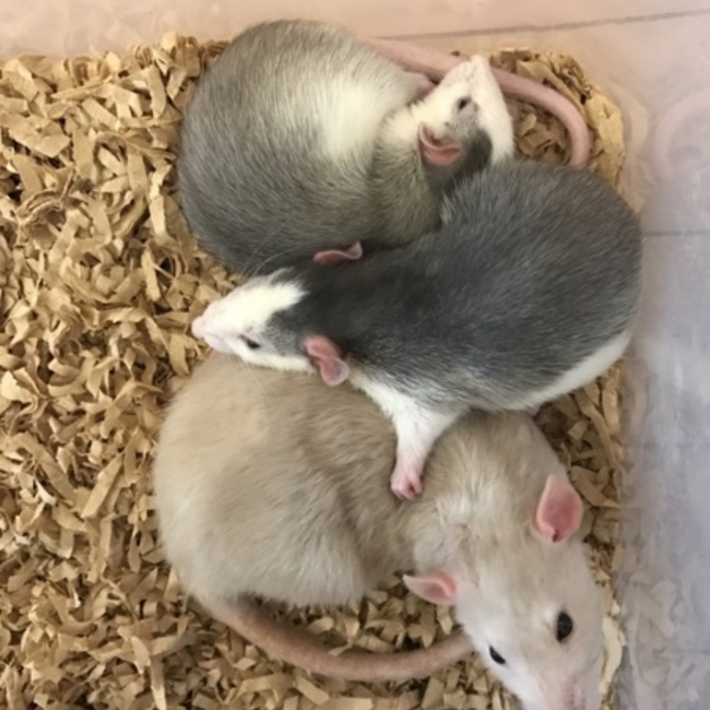 よしだ@ファンシーラットのカバー写真