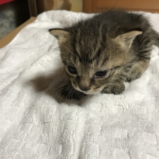 子猫 4匹の里親募集です。