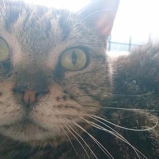 ブリーダー崩壊！まんまるアメショ「しょーこちゃん」