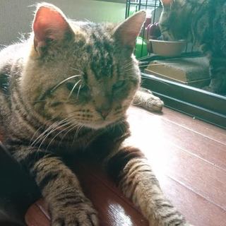 ブリーダー崩壊！ゴロスリおじさん「あめのすけくん」