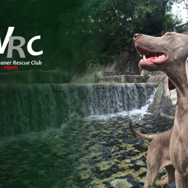 WRCワイマラナーレスキュークラブのカバー写真