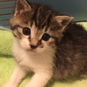 キジ白子猫ちゃん
