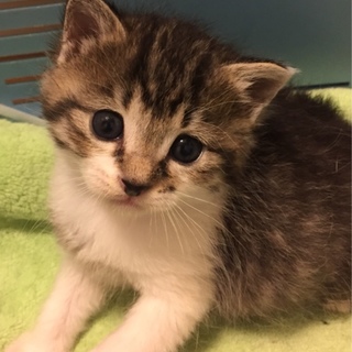 キジ白子猫ちゃん