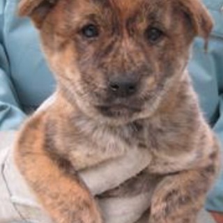 決定！！虎柄が可愛い女の子♪