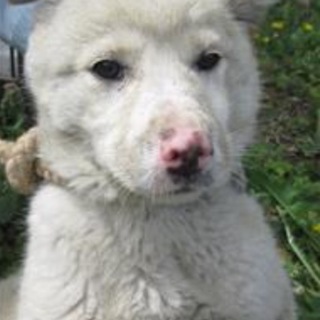 決定！！羊のようなモコモコ子犬♂☆