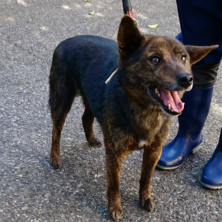 甘えん坊小さめ甲斐犬 ★和犬気質あり