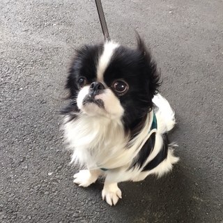 おかげ様で里親さんが決まりました