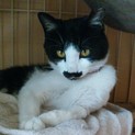 人が大好き!!おすましにゃんこ(ΦωΦ)