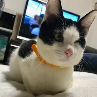 片目のイケメン8ケ月　シロ君。　性格もよし！！