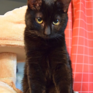 魅力満載のかわいい黒ネコの男の子