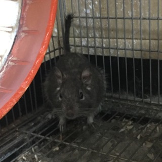 デグー里親募集中