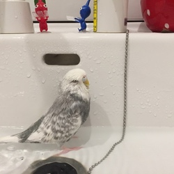 ちるさ、水浴びブス。