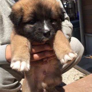 モコモココロコロな男の子