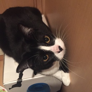 少しポッチャリ☆甘えん坊のカゲチヨ君