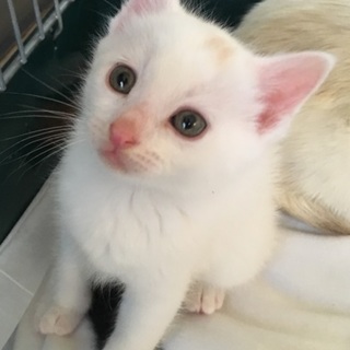 母猫&子猫2兄弟で保護しました(しろくん)