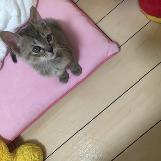 とっても可愛いマンチカン×アメショハーフ♡