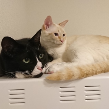 クック兄ちゃんは弟達に慕われているようで、いつもはなまるか麦(または両方)がくっついています。平和平和 〜(*´∇｀)クック、いつもありがとう！仕事で留守がちな私はとても助かっています。