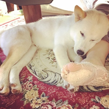 お風呂入ると甘々になる まる君