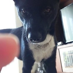 〇、▼、◇なfamiliy