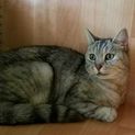 大人しい美人猫ちゃんです。
