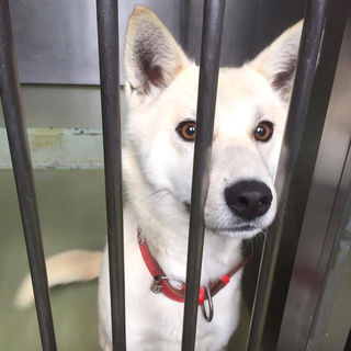 若くて美犬な女の子♪