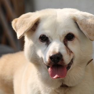 穏やかで優しい雑種のアールちゃん 