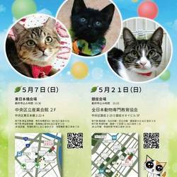 ねこざんまい譲渡会in銀座