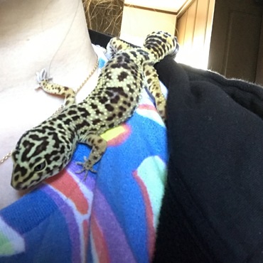 ハナちゃんです！あったかいところが好きです！