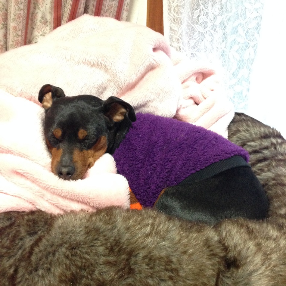 クッキー&マロンのカバー写真