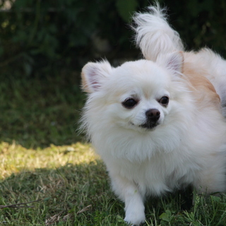 小型犬男の子ーおかげ様で素敵なご縁が見つかりました
