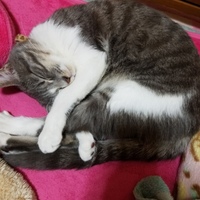 にゃんちゃん