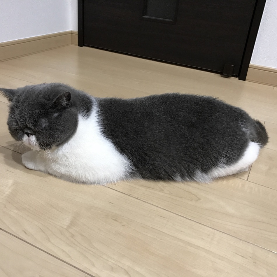 ぶりのカバー写真