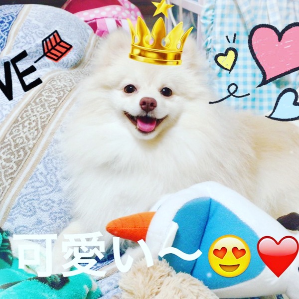 ポメラニアン 1歳 譲渡 沖縄県 犬の里親募集 ペットのおうち 月間利用者150万人