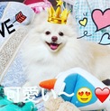 ポメラニアン 1歳 譲渡条件多数有り