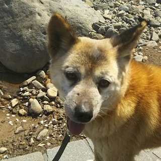 伊豆のK様（1～3画像）で幸４保護時