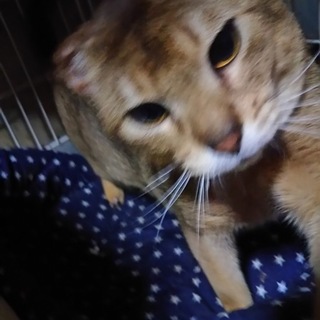 再募集！ ブリーダー崩壊、人が大好きなアビシニアン