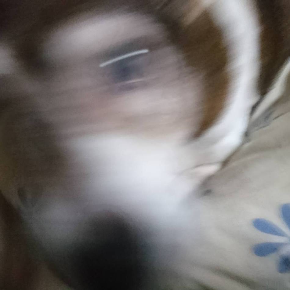 縷紅のカバー写真